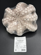 POLPO MAROCCO 1^QUALITA' CONGELATO PEZZO SINGOLO DA 500/800g - A608MT7