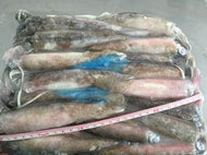 CALAMARO PATAGONICO C4L 13/15 cm CONGELATO A BORDO CARTONI DA 5,90KG - 139C4LE