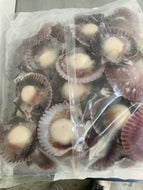 CAPPASANTA DEL PACIFICO MEZZO GUSCIO 30/40 CONGELATA CONFEZIONI DA 750gr - 21940
